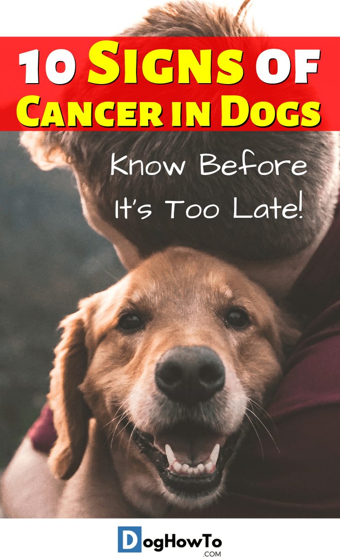 Skin Cancer In Dogs Signs