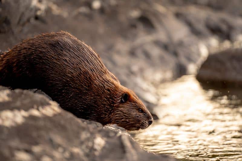 Are Beavers Dangerous to Dogs?