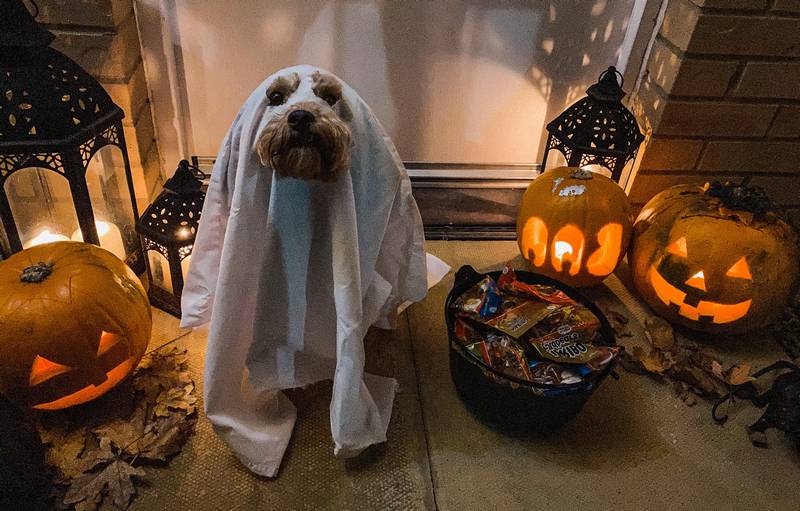 How to Stop Dog Barking at Halloween Decorations