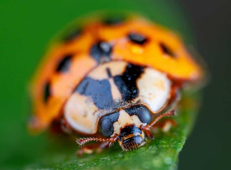 Are Asian Lady Beetles Poisonous to Dogs?