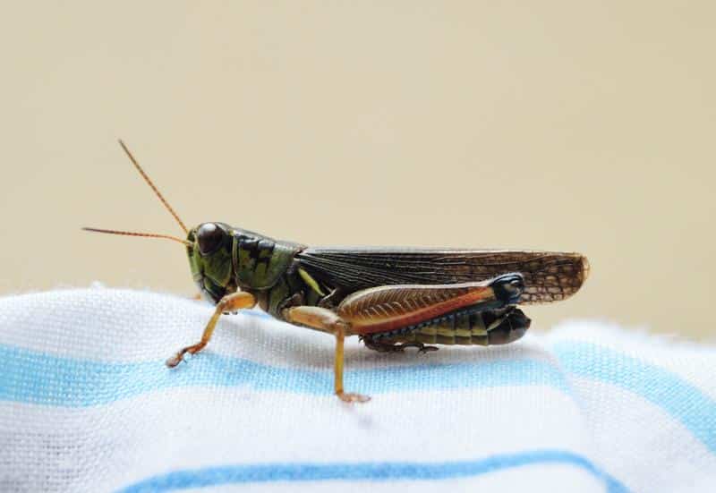 Are Crickets Poisonous to Dogs?