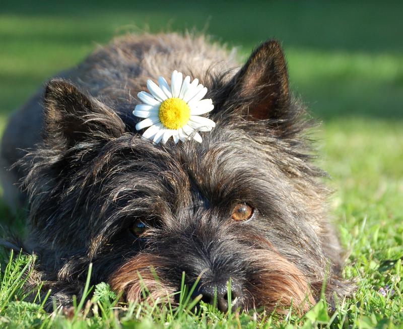 Are Daisies Poisonous to Dogs?