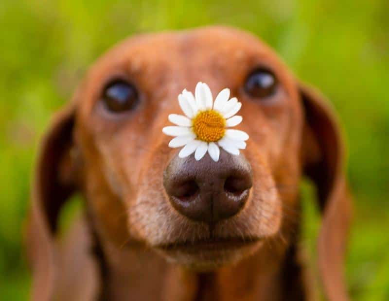 Are Daisies Toxic to Dogs?