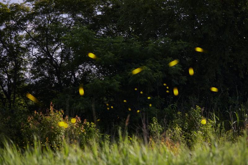 are fireflies poisonous to dogs?