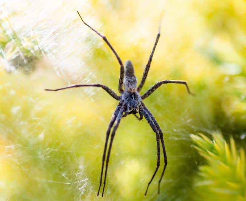 are grass spiders dangerous to dogs?