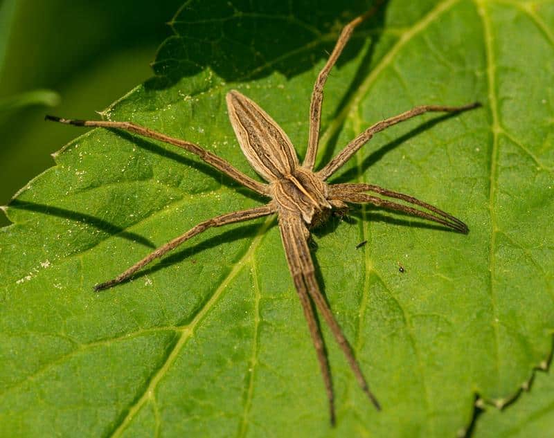 Are Grass Spiders Poisonous to Dogs?