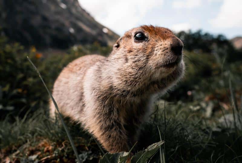 Are Groundhogs Dangerous to Dogs?