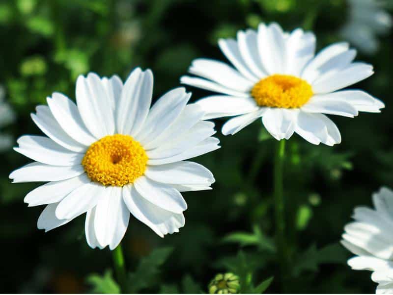 Are Shasta Daisies Poisonous to Dogs?