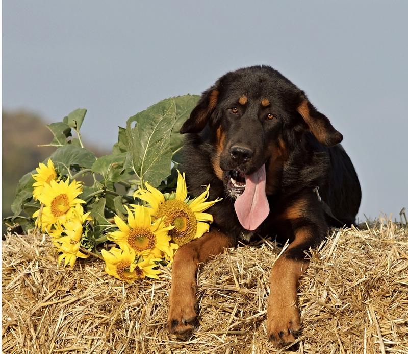 Are Sunflowers Poisonous to Dogs?