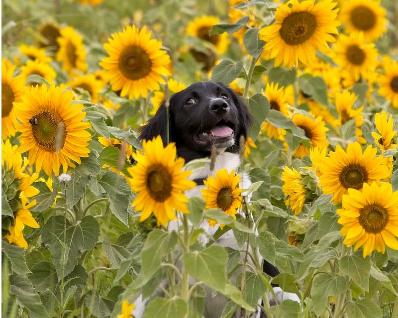 Are Sunflowers Toxic to Dogs?