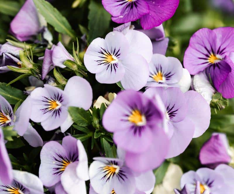 Are Violas Poisonous to Dogs?