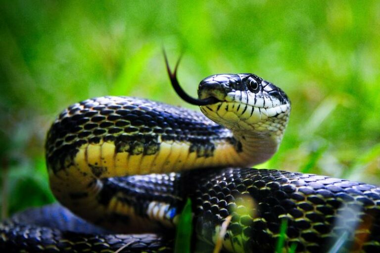 Black Snake Bites Dog: Are Black Snakes Poisonous to Dogs? - DHT