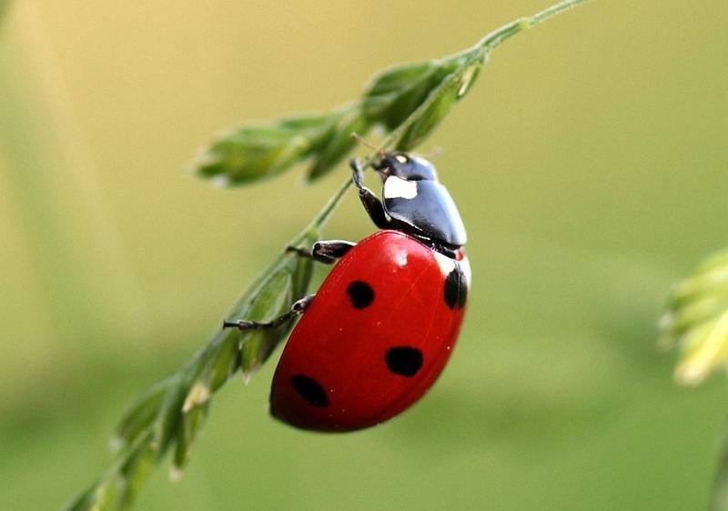 Can Dogs Eat Ladybugs?