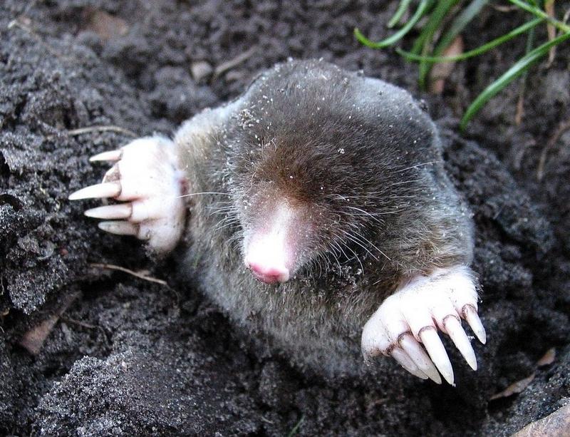 Can Dogs Eat Moles?