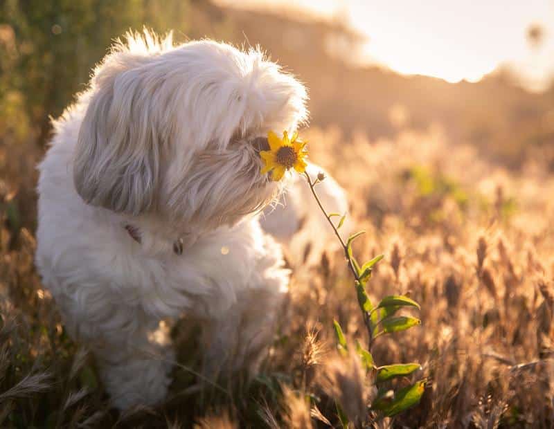 Can Dogs Eat Sunflowers?
