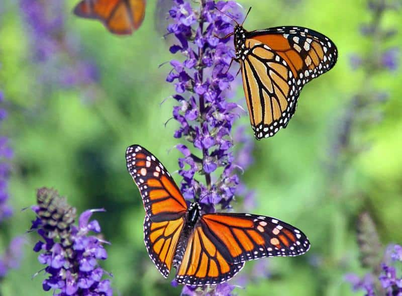 How Long Do Monarch Butterflies Live?