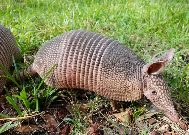 Are Armadillos Dangerous to Dogs? My Dog Killed an Armadillo! [Answered]