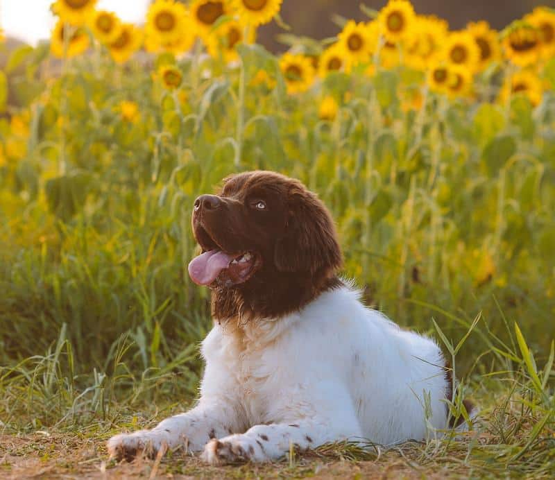 Sunflowers and Dogs