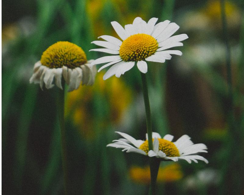What Are Shasta Daisies?