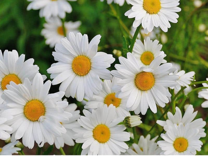 What Daisies Are Poisonous to Dogs?
