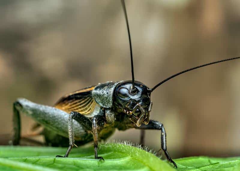 What Do Crickets Look Like?