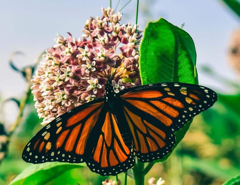 What Do Monarch Butterflies Look Like?