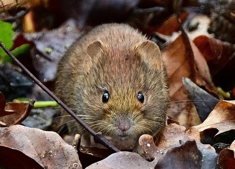 What Do Voles Look Like?