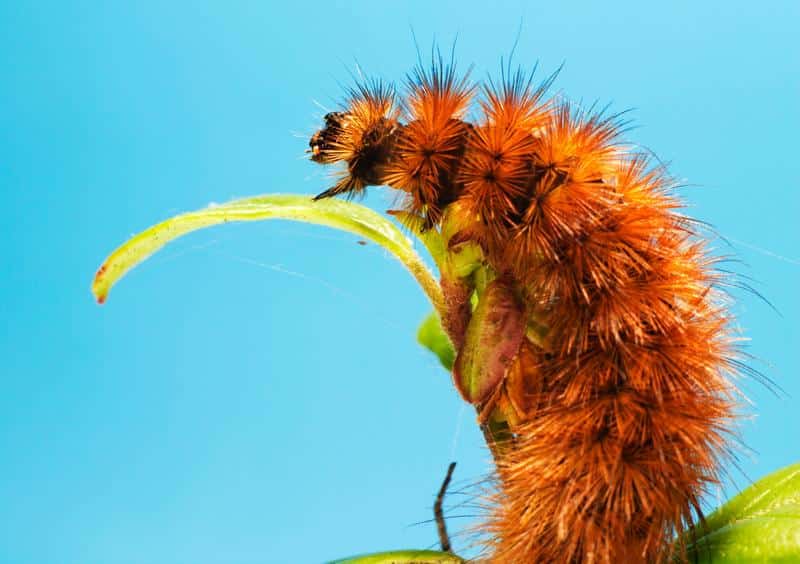 What Does a Woolly Bear Caterpillar Look Like?