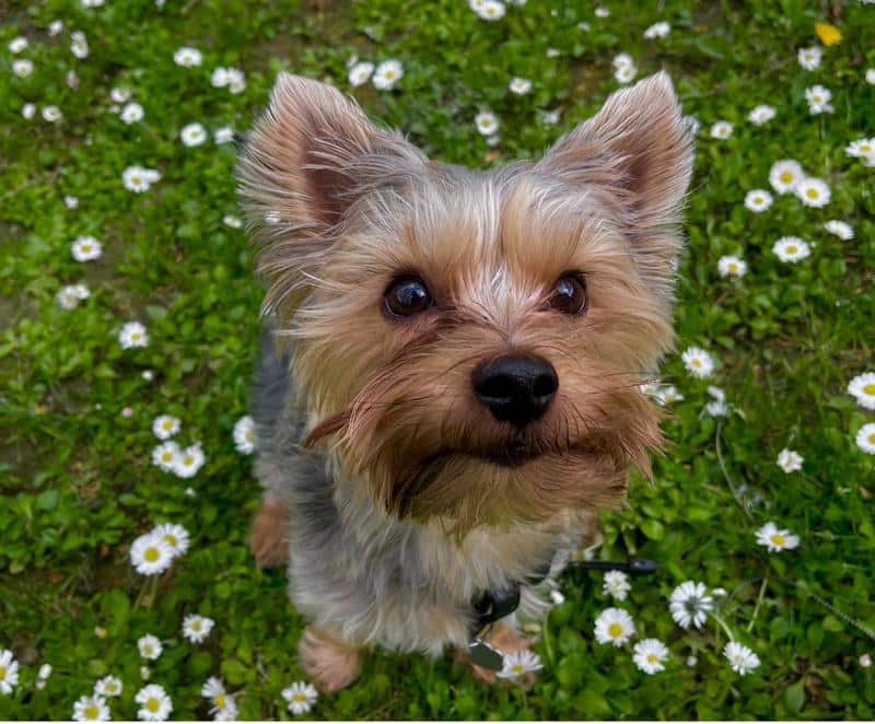 Which Daisies Are Safe for Dogs?