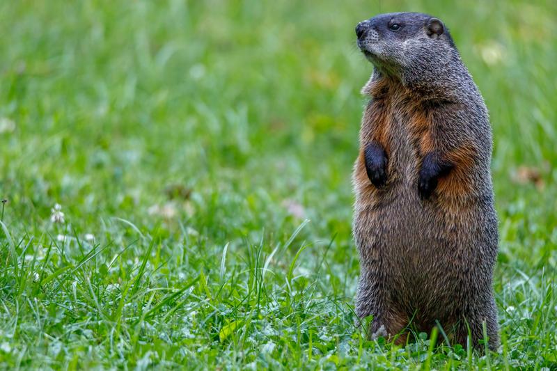 Will Groundhogs Attack Dogs?