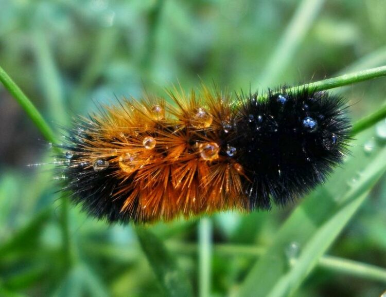 Are Woolly Bear Caterpillars Poisonous to Dogs? [Answered]