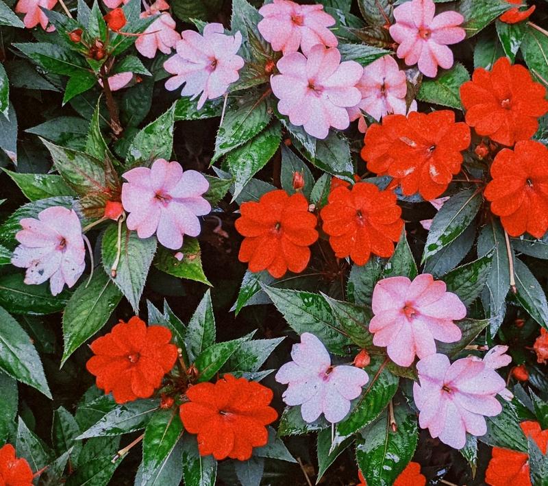 Are Impatiens Safe for Dogs?