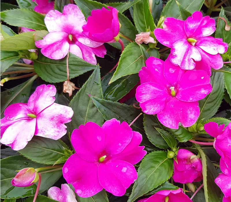 Are Impatiens Toxic to Dogs?