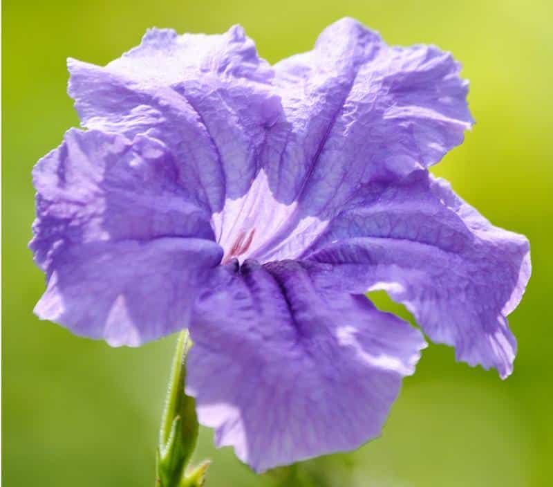 Are Mexican Petunias Poisonous to Dogs?