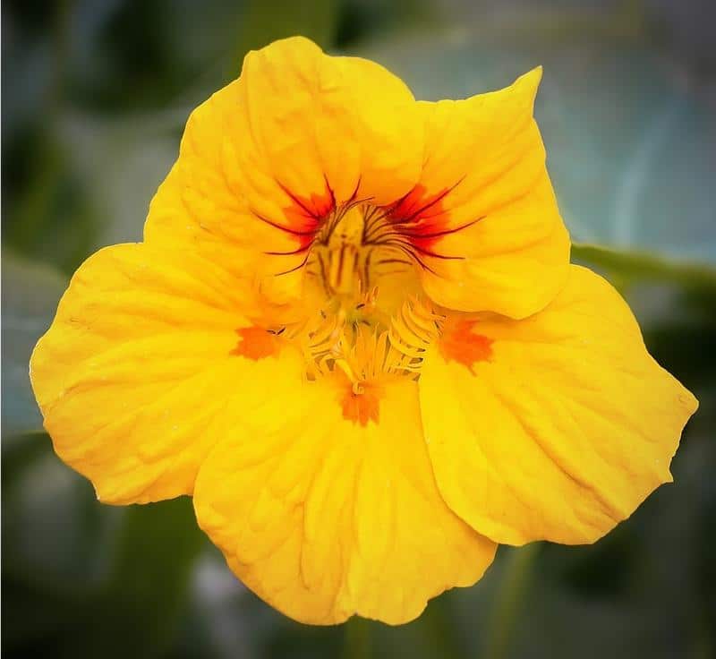 Are Nasturtiums Poisonous to Dogs?