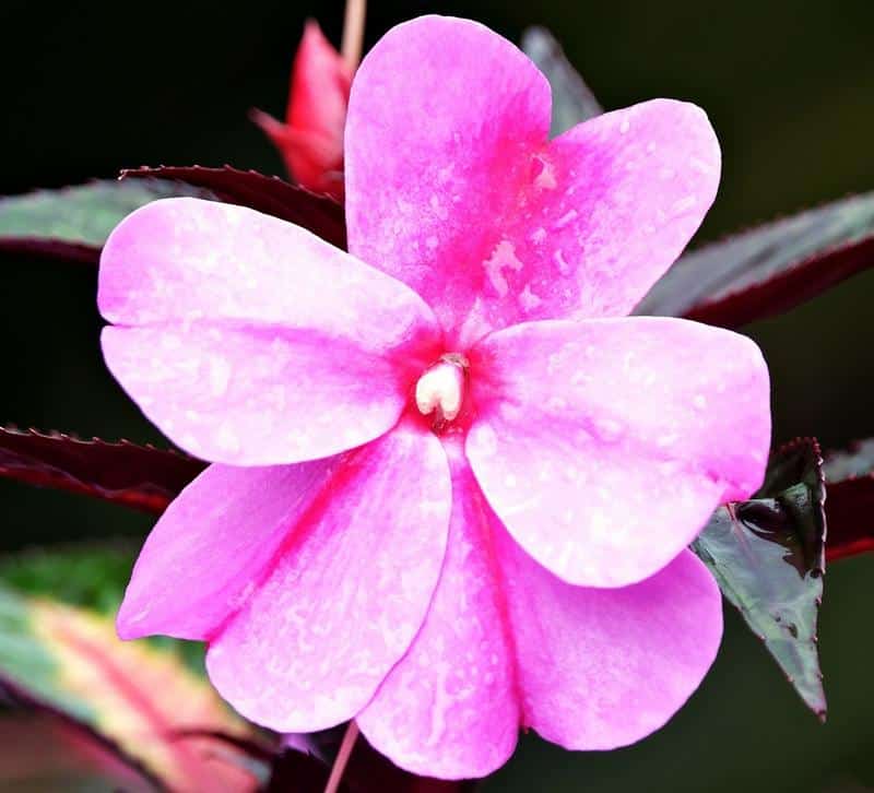Are New Guinea Impatiens Toxic to Dogs? Are New Guinea Impatiens ...