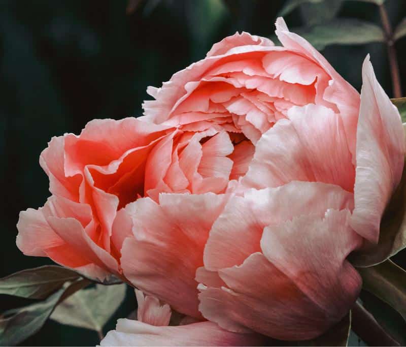 Are Peonies Toxic to Dogs?