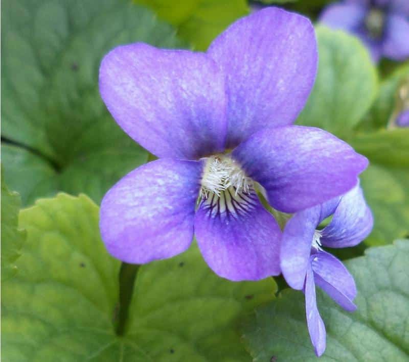 Are Violets Poisonous to Dogs?