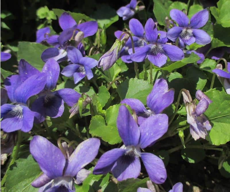Are Violets Toxic to Dogs?
