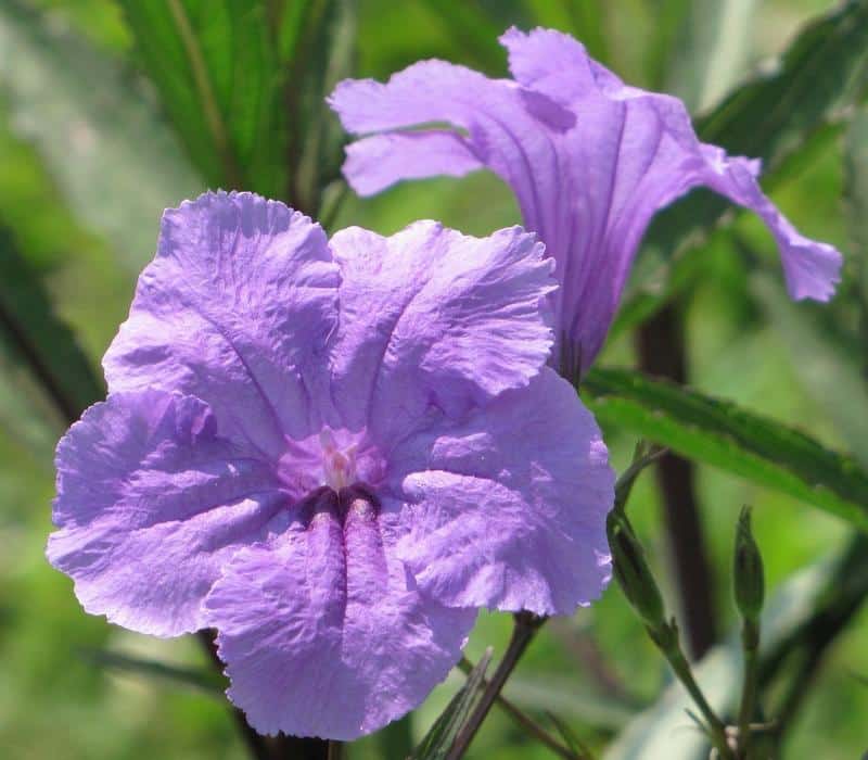 Can Dogs Eat Mexican Petunias?