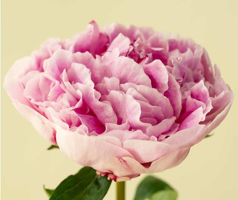 Can Peonies Kill Dogs?