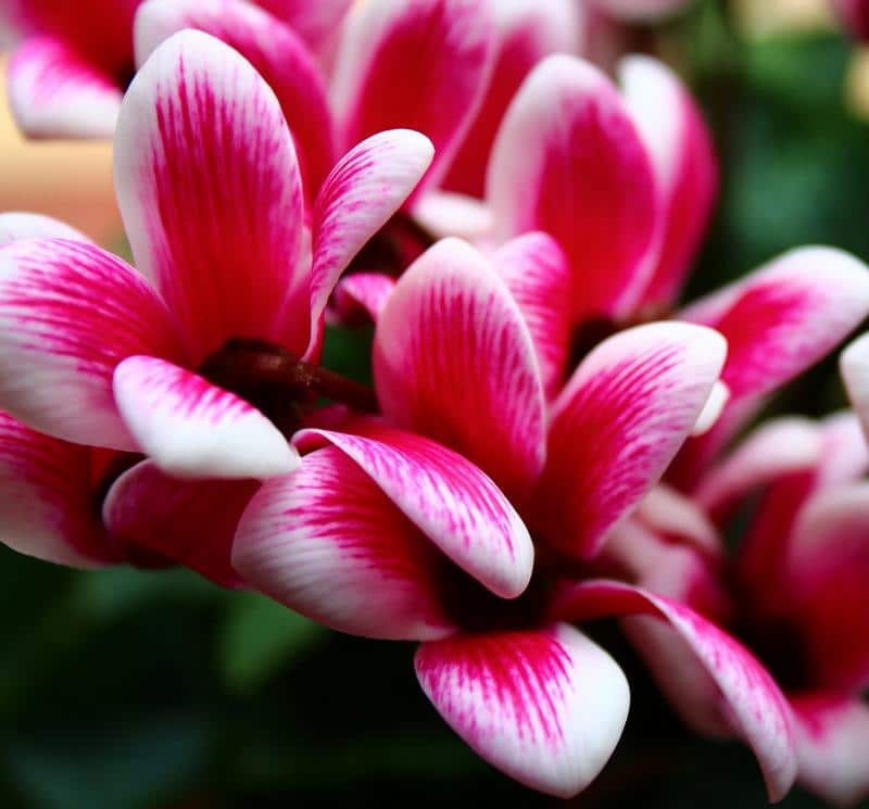 Cyclamen Safe for Dogs