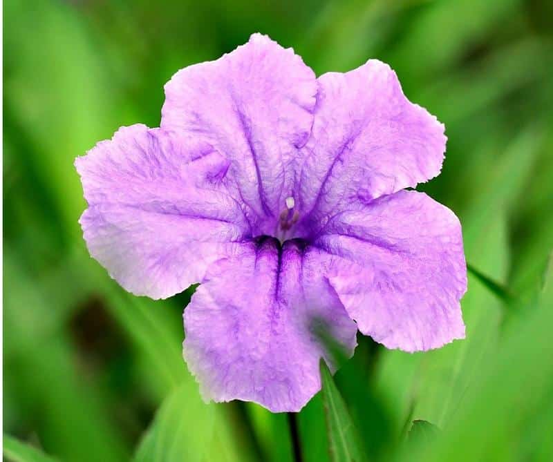 Is Ruellia Poisonous to Dogs?