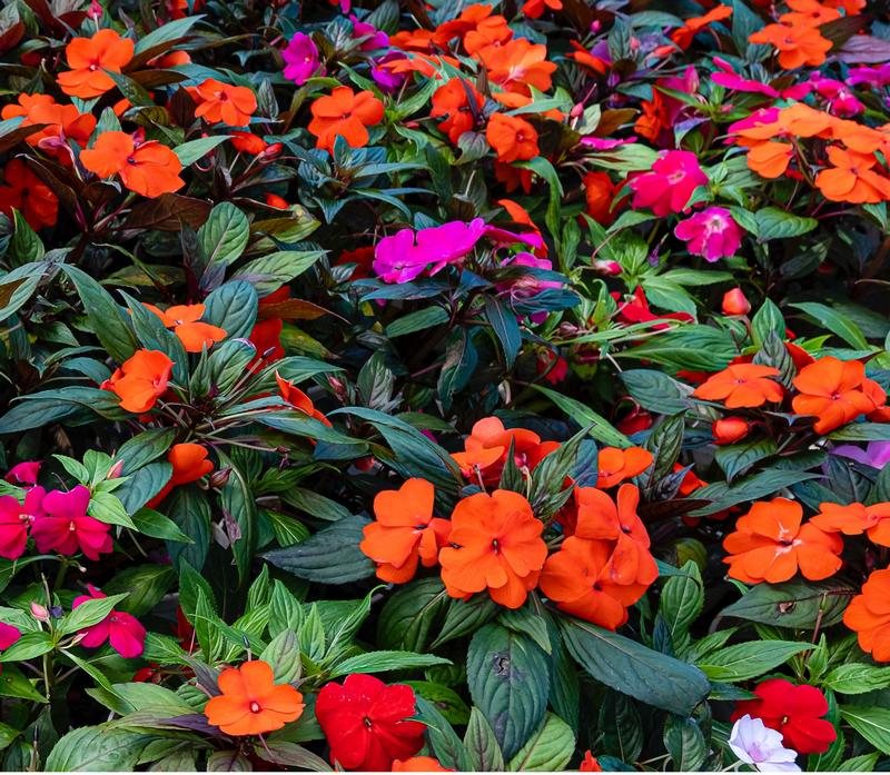 What to Do if Dog Eats Impatiens