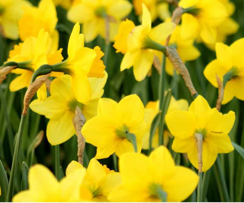 What to Do if Your Dog Eats Daffodils