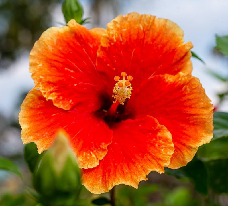 Are Hibiscus Poisonous to Dogs?