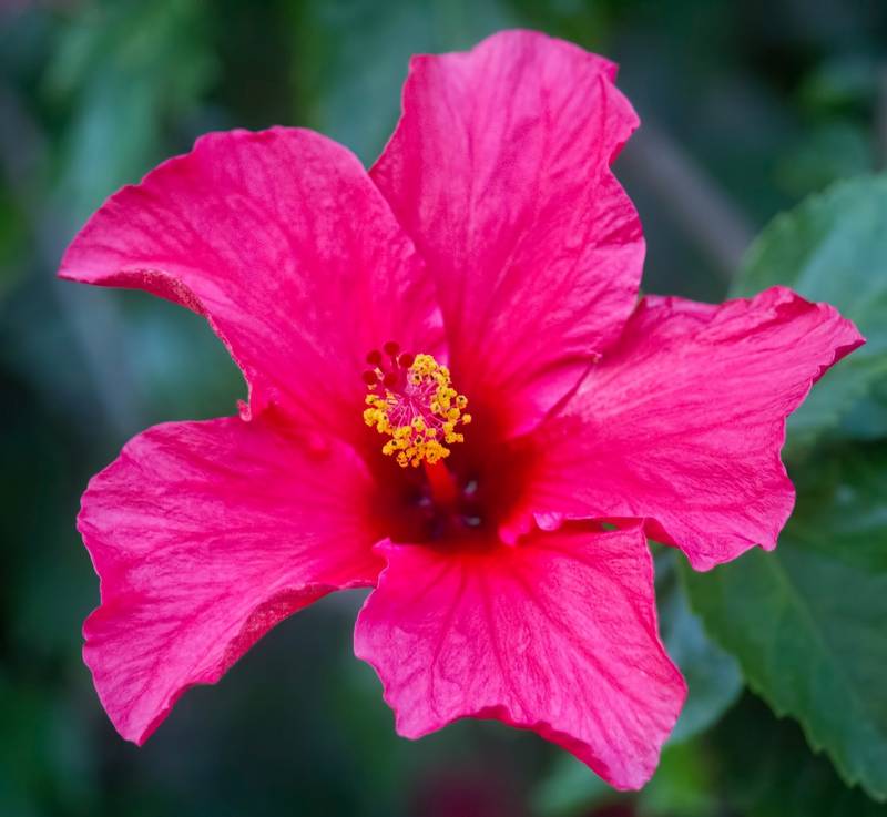 Are Hibiscus Toxic to Dogs?