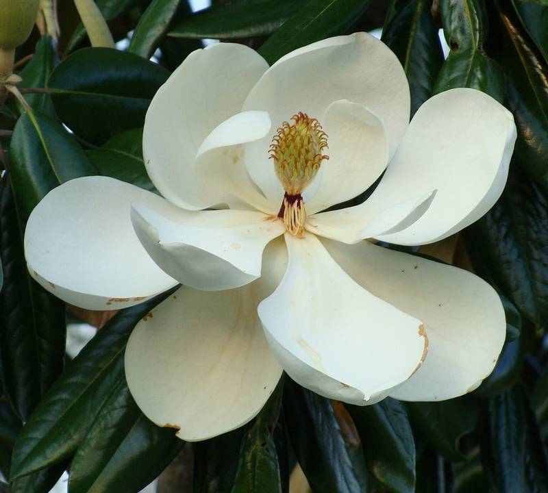 Are Magnolia Trees Poisonous to Dogs?