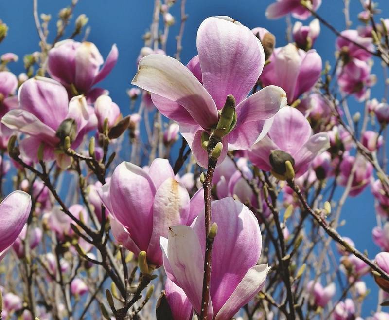 Are Magnolia Trees Toxic to Dogs?