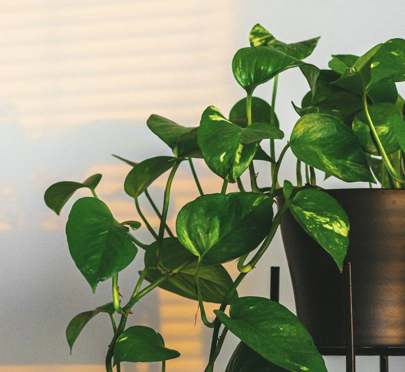 Are Pothos Poisonous to Dogs?